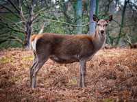 The wanderlust nature at Calke Abbey, National Trust!