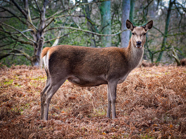 The wanderlust nature at Calke Abbey, National Trust!