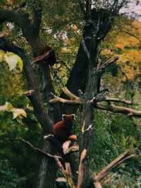 🐼 Chengdu Transit: The Ultimate Panda Tour 🐼
