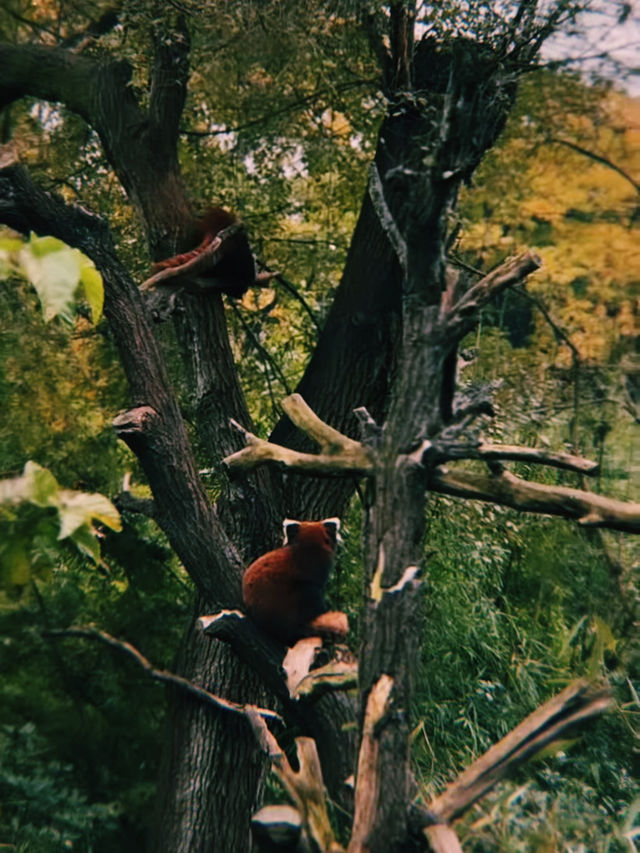 🐼 Chengdu Transit: The Ultimate Panda Tour 🐼
