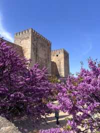 🌸🌸🌸 Granada is blooming beautiful 🌸🌸🌸