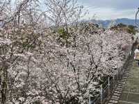 See the spectacular Cherry Blossoms @ Matsuyama Castle 