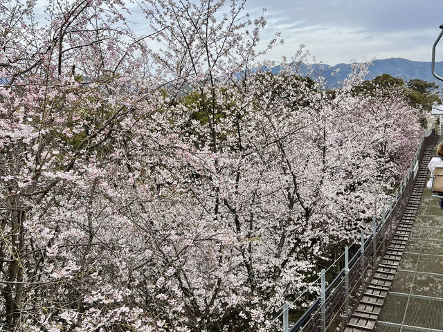 See the spectacular Cherry Blossoms @ Matsuyama Castle 