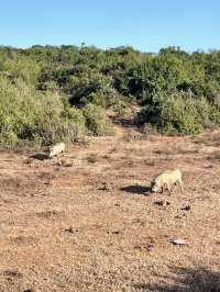 Addo Elephant National Park – Where Giants Roam Free 🐘