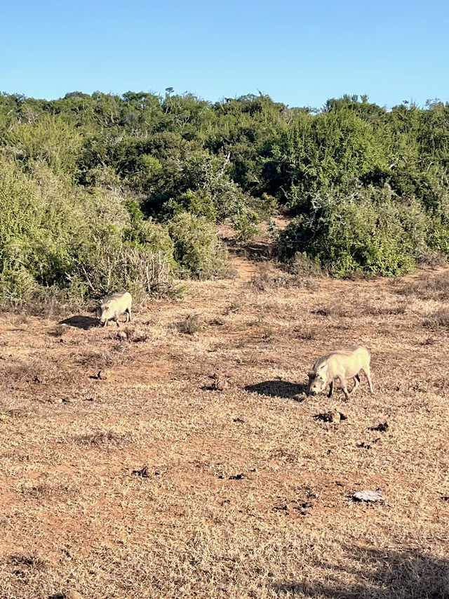 Addo Elephant National Park – Where Giants Roam Free 🐘