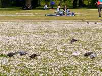 ☀️ London’s Hyde Park - Best Royal Park in Town