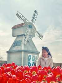 A day at Tulley’s Tulip Farm!🌷