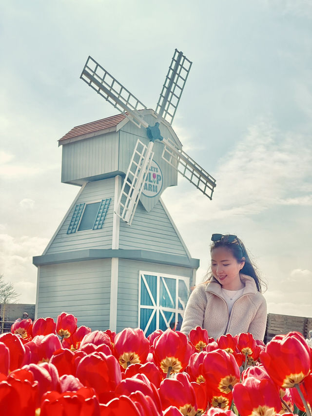 A day at Tulley’s Tulip Farm!🌷