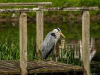 Paradise is a place on Earth! Visit Bodnam Gardens.