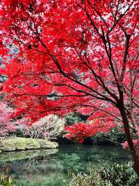 🍁 Red Leaves & Romance in Longjing Village, Hangzhou 🍂