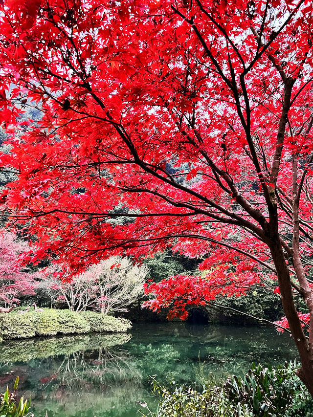 🍁 Red Leaves & Romance in Longjing Village, Hangzhou 🍂