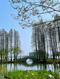 Wuxi’s Cherry Blossom Forest – What a Find!!