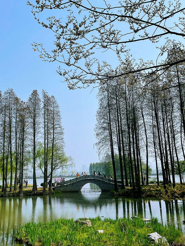 Wuxi’s Cherry Blossom Forest – What a Find!!