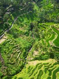 Tegallalang Rice Terraces, Bali: A Green Paradise of Harmony and Heritage