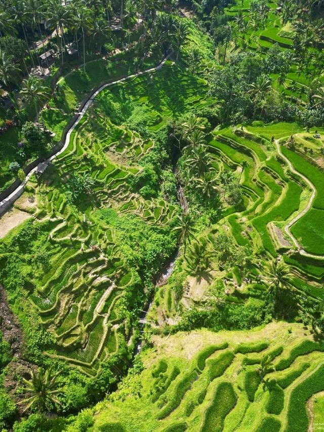 Tegallalang Rice Terraces, Bali: A Green Paradise of Harmony and Heritage