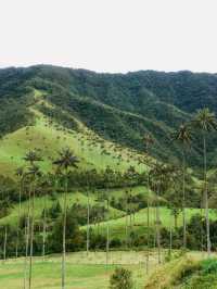 世界一高いヤシの木が立ち並ぶ絶景、ココラ渓谷🌴