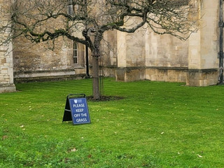 Cambridge University ~ Newton's Apple Tree.