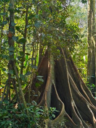 Puerto Maldonado - An amazonic gem in Peru!
