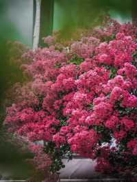 去紫薇瀑布下淋一場花雨🌸