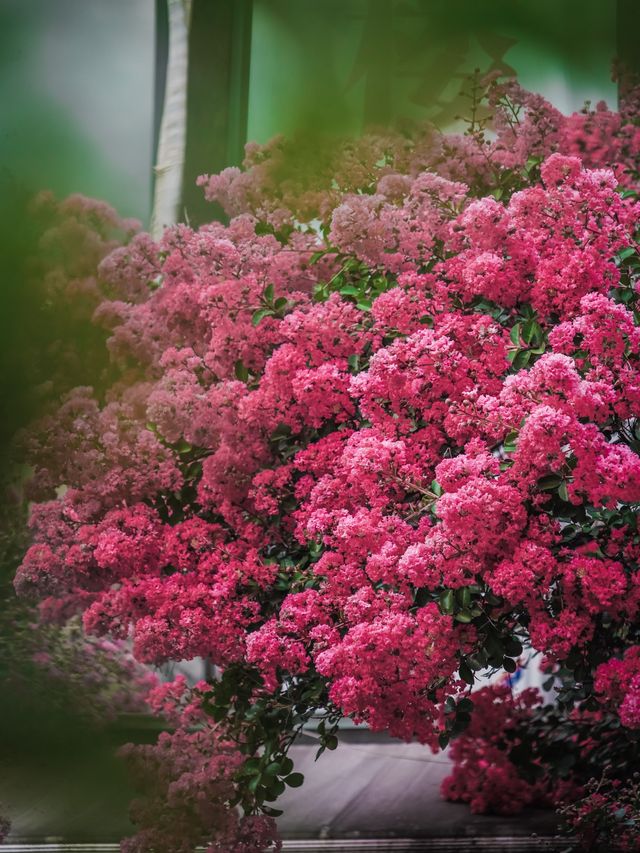 去紫薇瀑布下淋一場花雨🌸