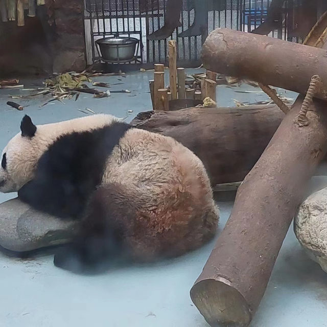 說熊貓基地不如說竹林公園