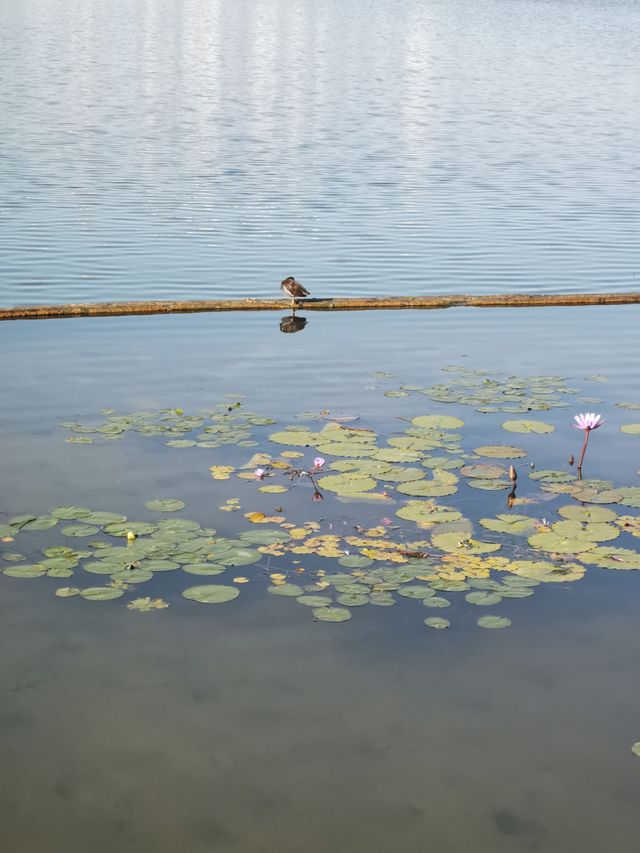 南寧南湖公園