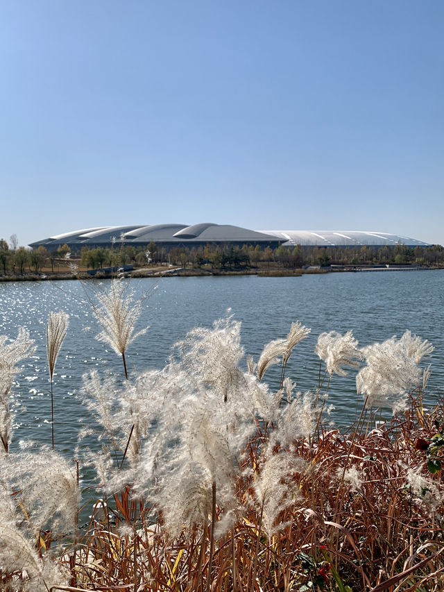 深秋的明月湖國家濕地公園令人心情氣爽