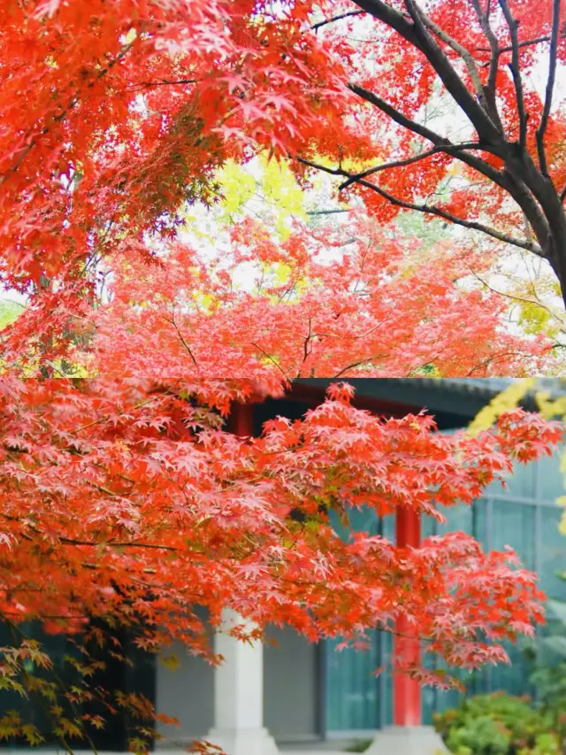 Chengdu Ancient Style Park, stacked with ancient style, quiet and like Jiangnan~ Go to Suzhou-style garden to encounter a dream of Jiangnan