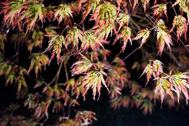 【京都·永觀堂·禪林寺·夜光版·2023】