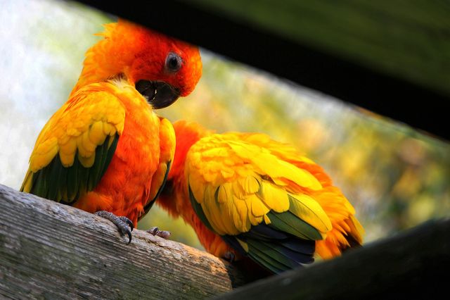 南京紅山森林動物園，秋色怡人