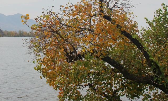 超治癒！快來打卡邛海濕地公園這些高顏值冬日秋景