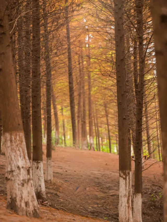 We've seen the ginkgo leaves, let's take a look at the metasequoia trees