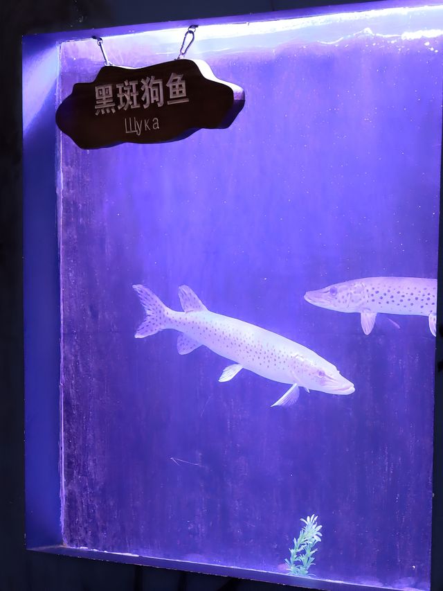 撫遠旅行｜這裡是屬於遠東小鎮的水族館