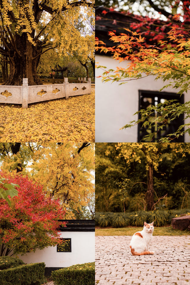 上海這12處金黃與焦糖色的秋冬美如畫
