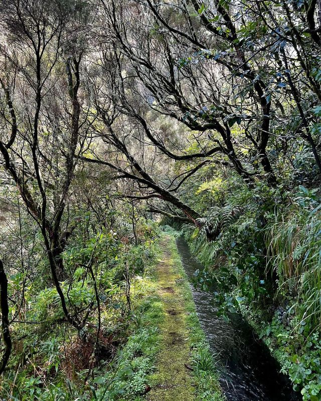 Secret Waterfall Odyssey: Discovering Cascata da Ribeira do Seixal, Madeira 🇵🇹💦