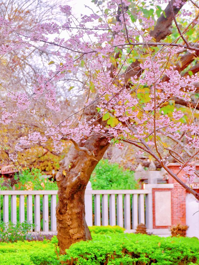 再過一個月泉州開元寺櫻花要開了!