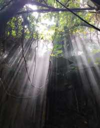 深圳夢中雨林|在這裡，我看到了光的形狀