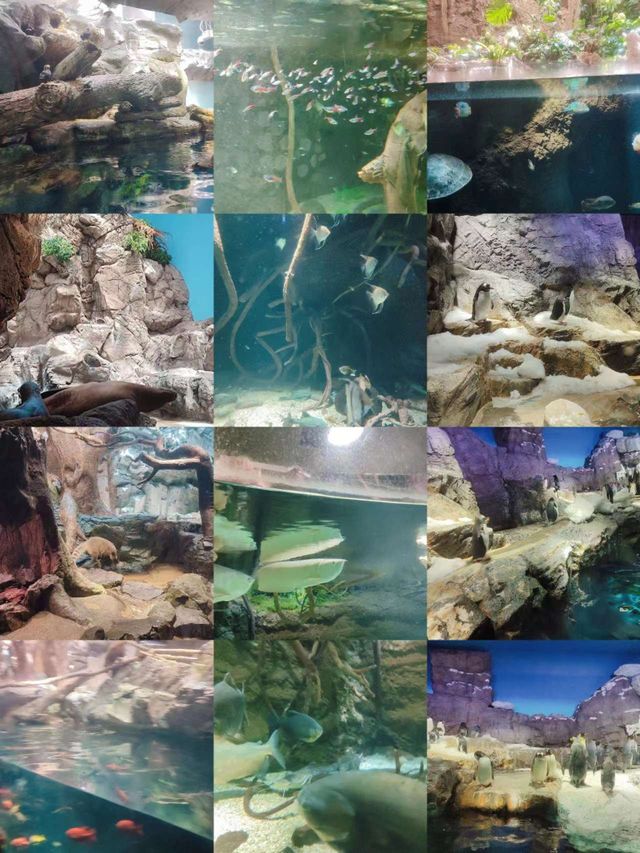 日本大阪海遊館