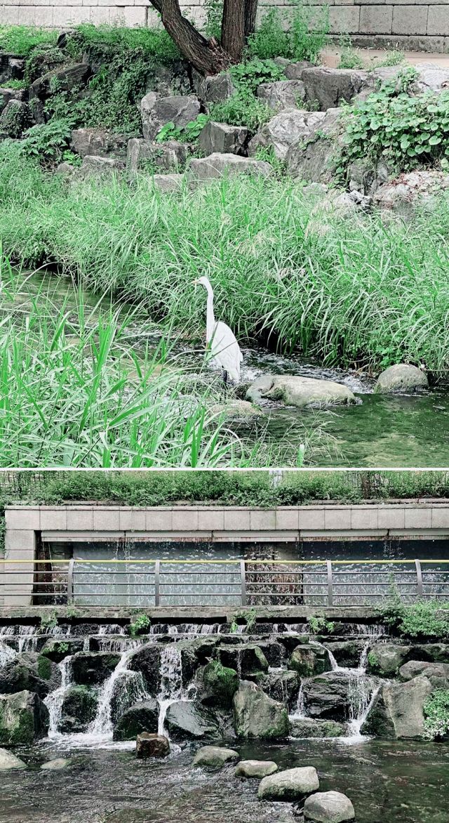 韓國之旅必訪的景點：首爾清溪川