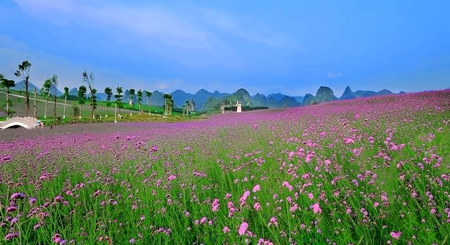 花的海洋，忻城薰衣草莊園！