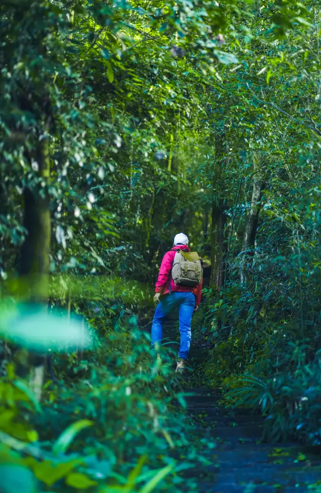 Departing from Chengdu, a one-hour walk to a real forest oxygen bar