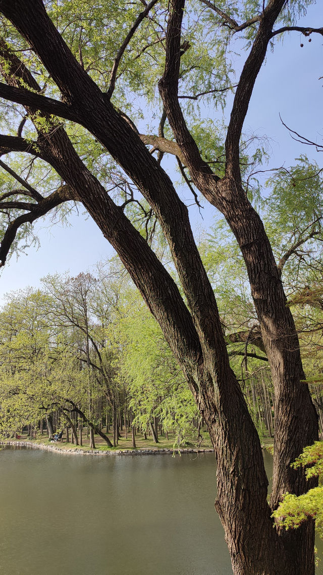春天的共青森林公園，到哪裡都是風景，71