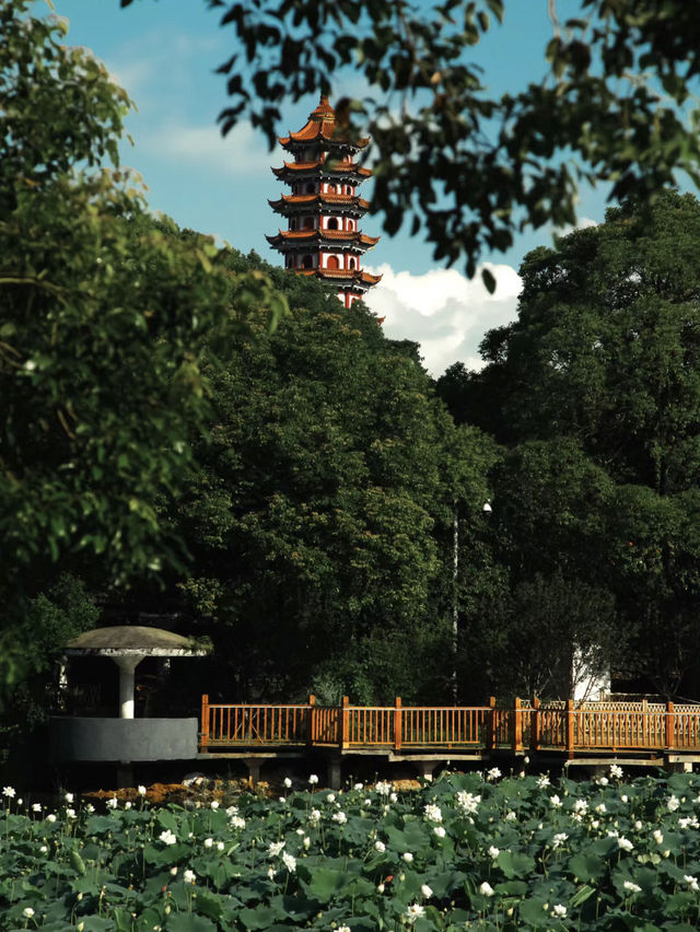 武漢周邊遊｜婁底秋日圖｜青山尋秋（青山公園） 武漢周邊婁底藏著這麼一處有秋意的公園 雨後天氣晚來秋