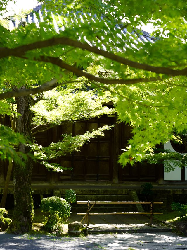 京都市步行永觀堂禪林寺