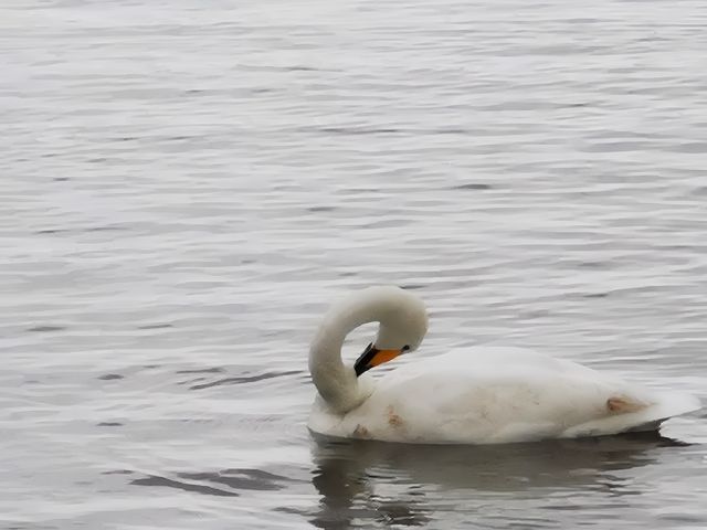 跑到威海看天鹅