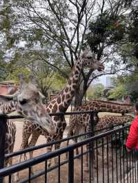 廣州動物園遊玩攻略20元帶你看熊貓