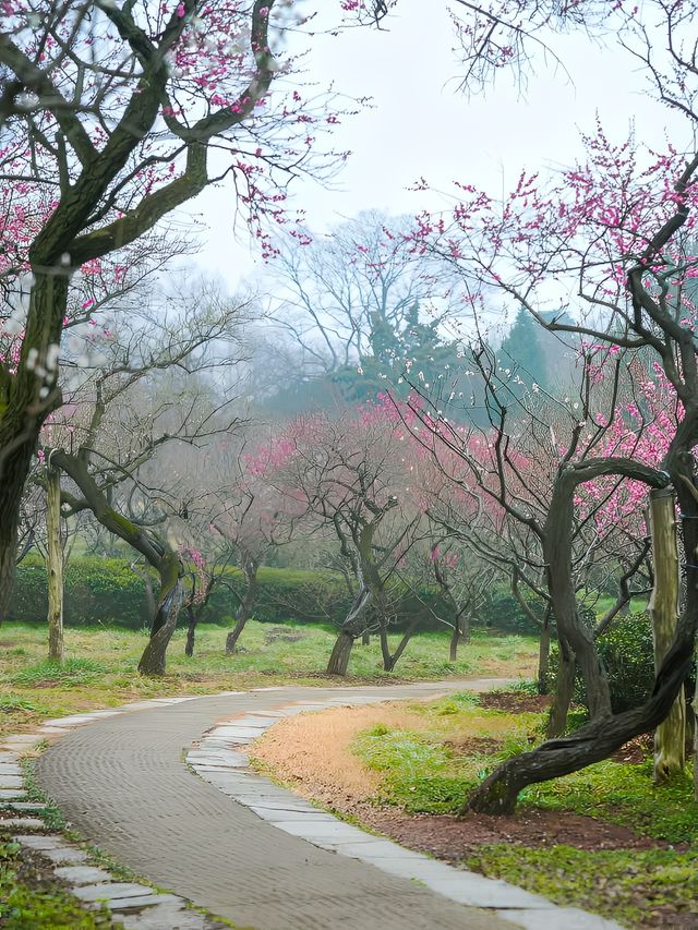 這個二月，你一定要來南京梅花山看一次梅花!