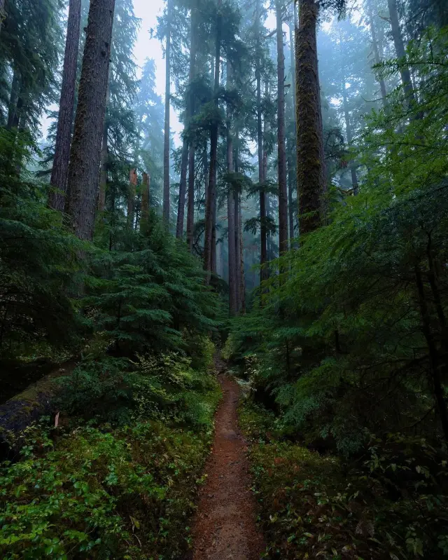 Unveiling the Enchanting Secrets of Olympic National Park's Dark Forest! ✨🌲