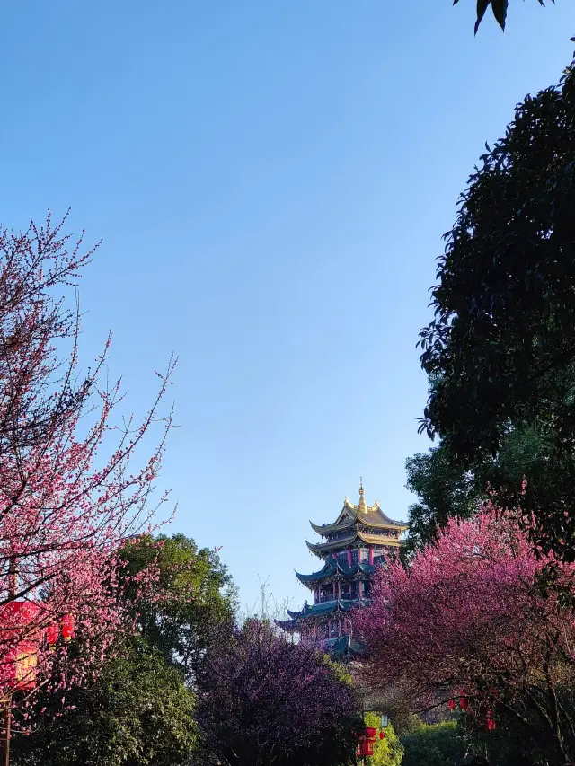 The plum blossoms at Hong'en Temple in Chongqing are in full bloom at just the right time!