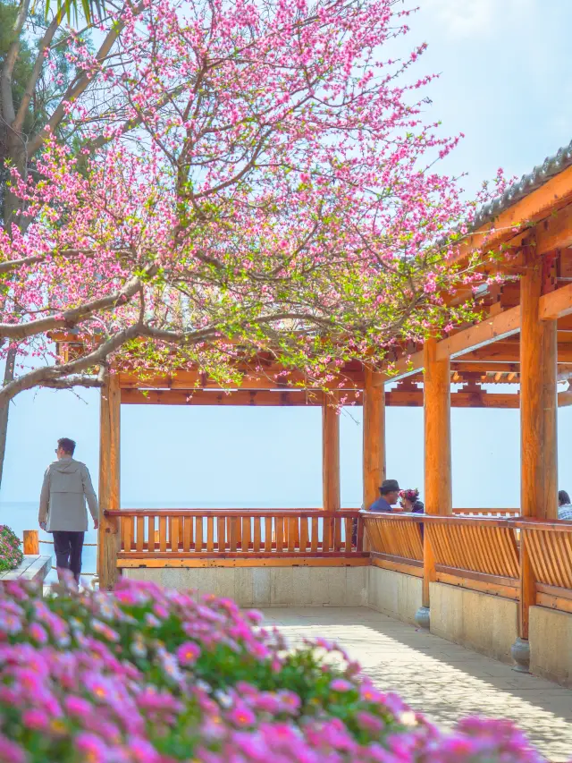 심천에서 2시간 거리에, 이 만발한 봄꽃을 구경하러 가보세요